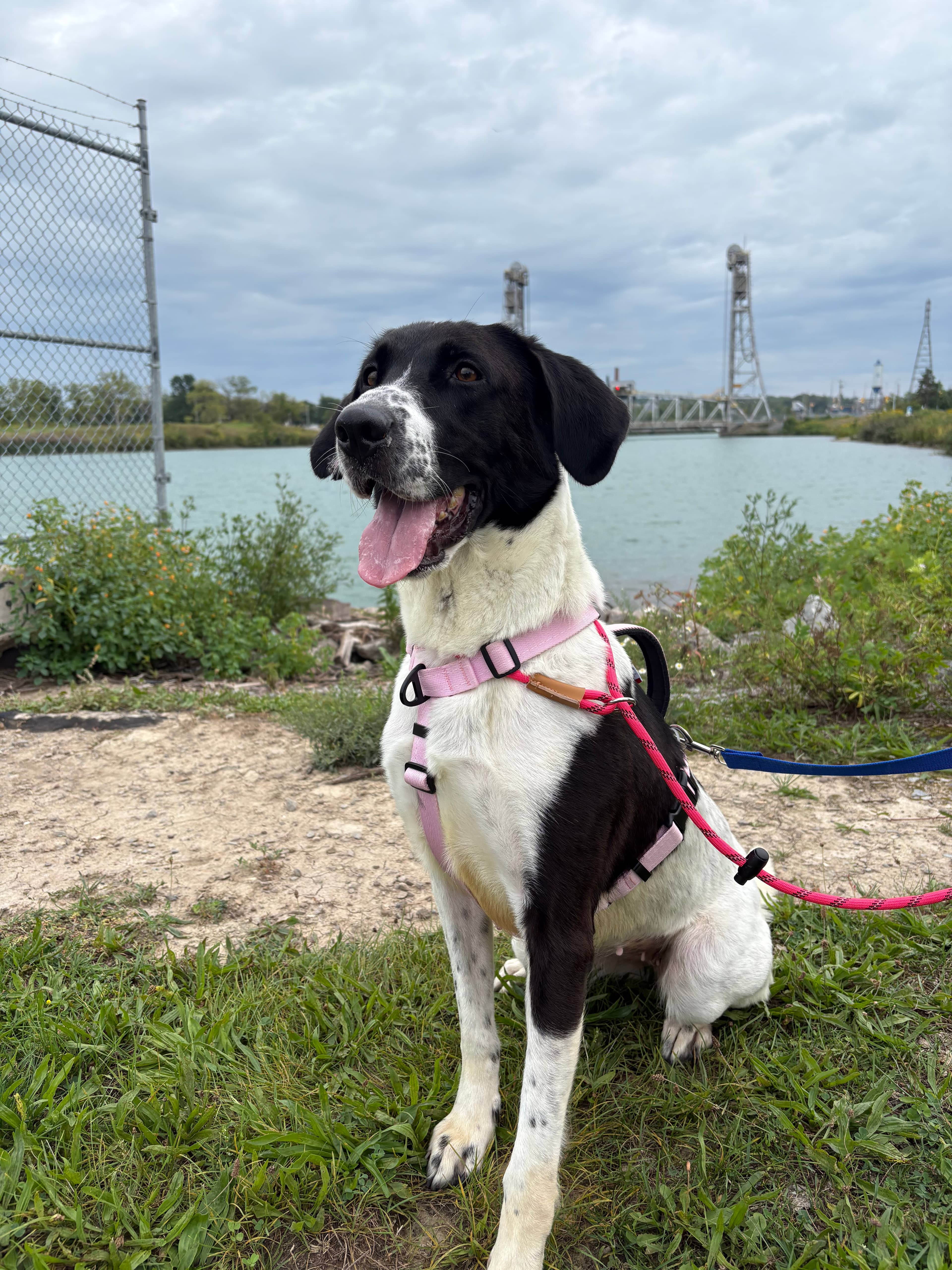 Amherst - Mixed Breed available for adoption at Redemption Paws in Toronto (1 of 3)