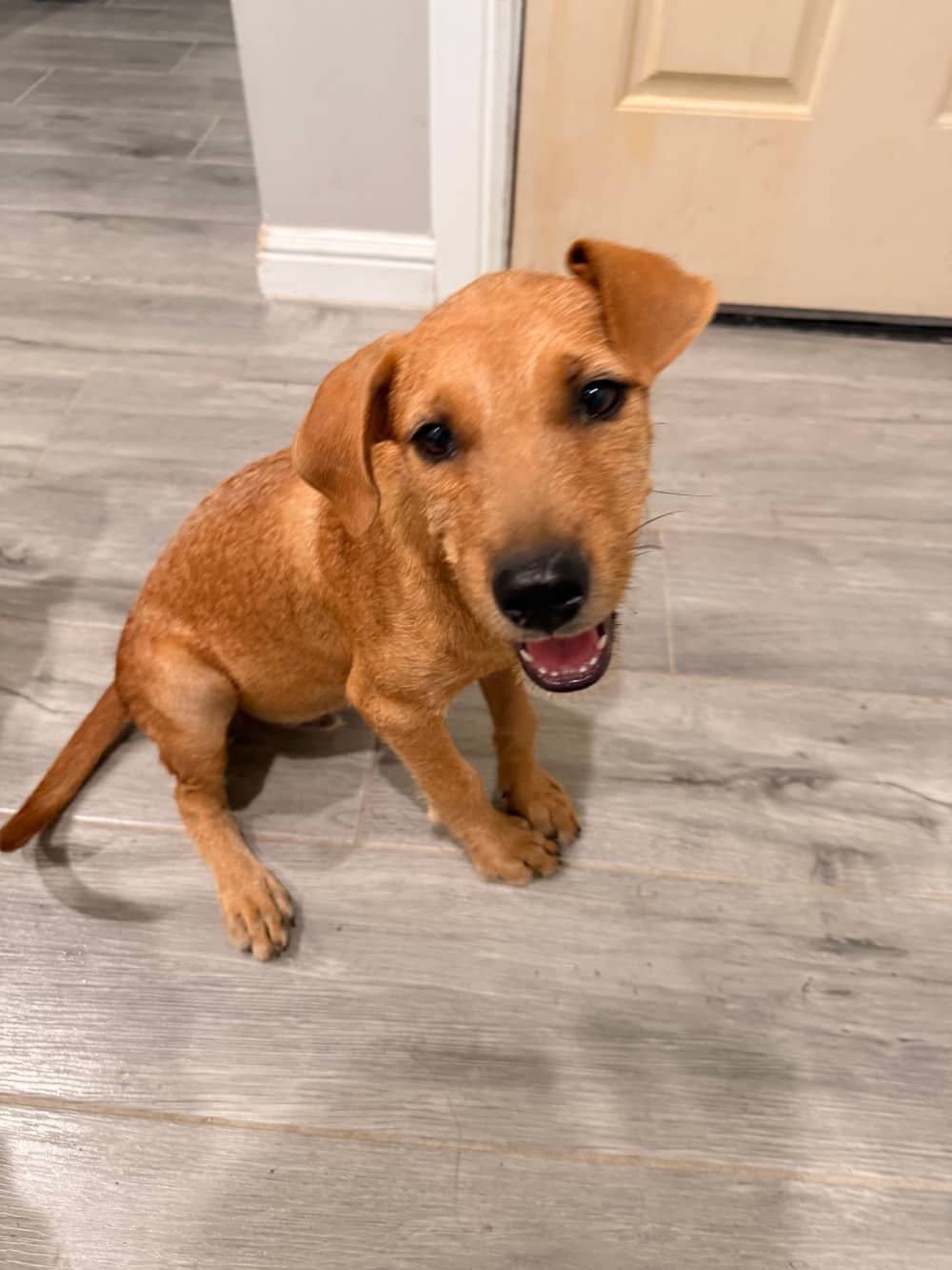 Smokey - Mixed Breed available for adoption at Redemption Paws in Toronto