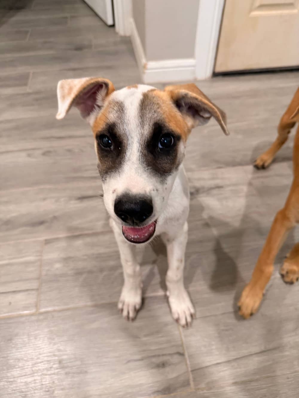 Patchwork - Mixed Breed available for adoption at Redemption Paws in Toronto