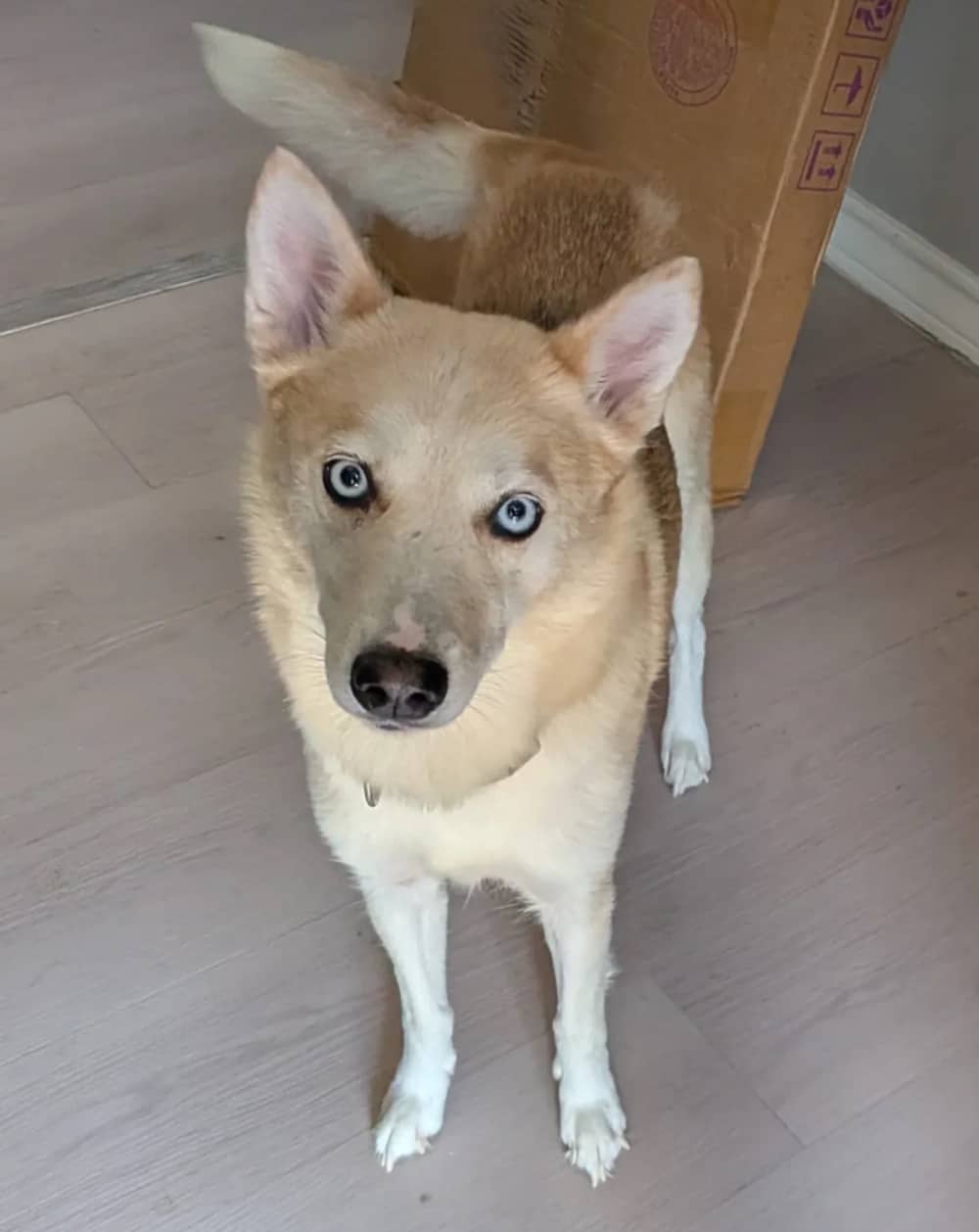 Rowan - Mixed Breed available for adoption at Redemption Paws in Toronto