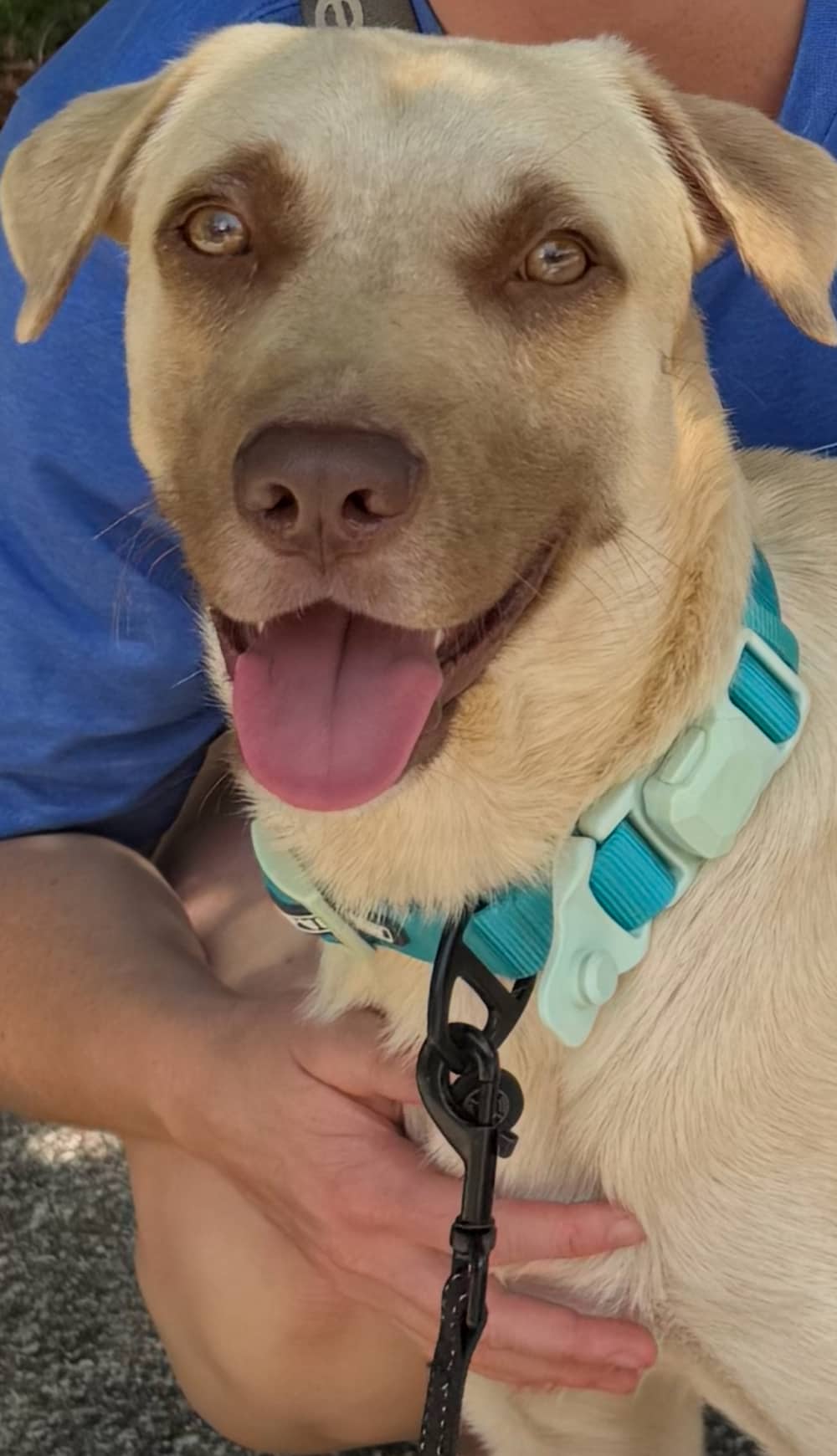 Comfrey - Mixed Breed available for adoption
