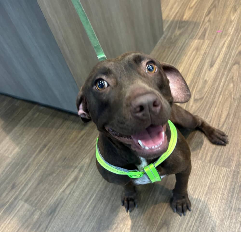Cinnamon Stick - Mixed Breed available for adoption at Redemption Paws in Toronto