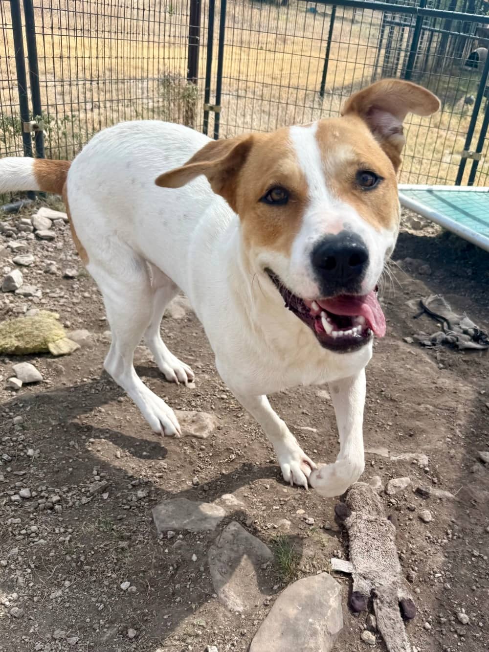 Chimney - Mixed Breed available for adoption at Redemption Paws in Toronto