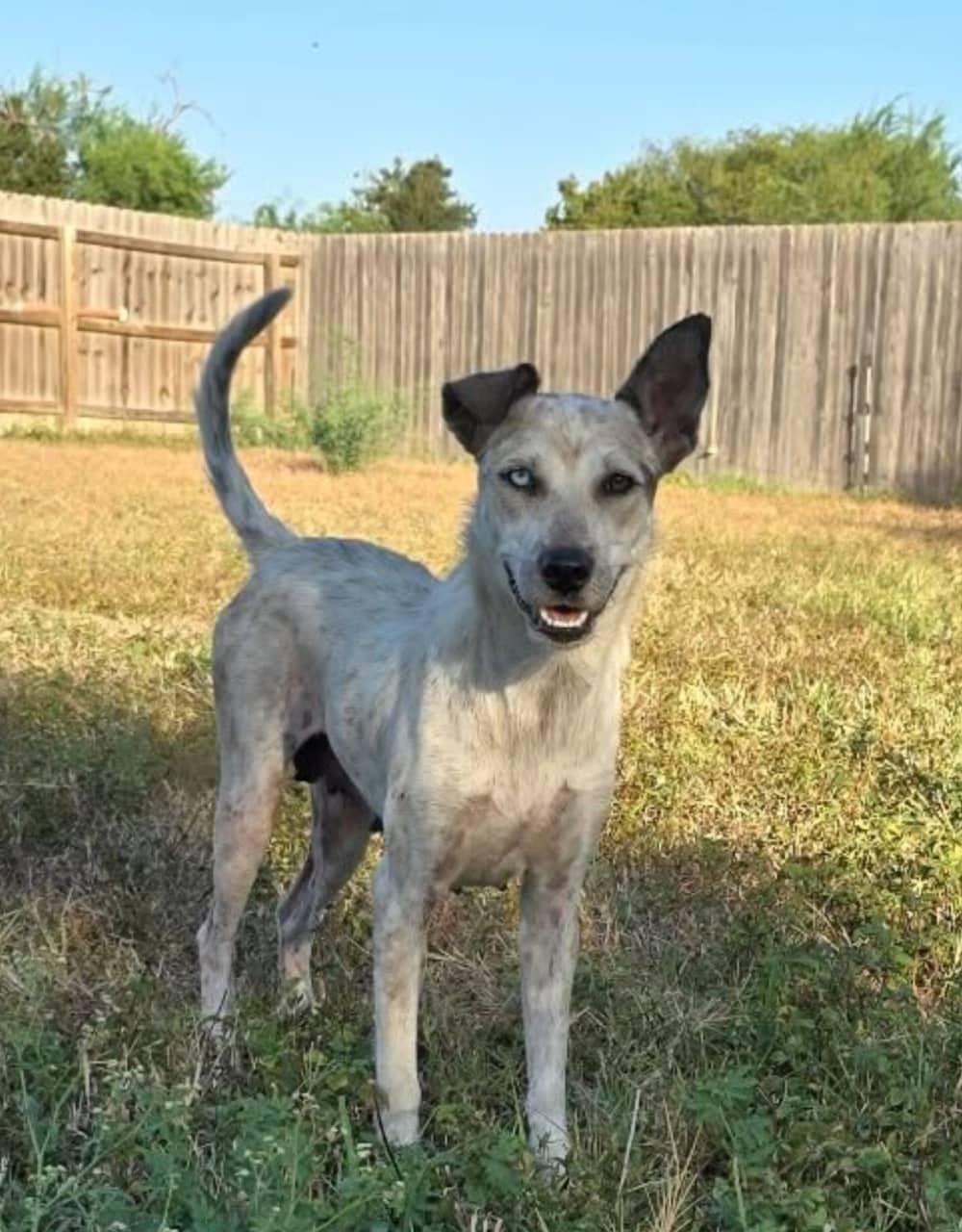 Allspice - Mixed Breed available for adoption at Redemption Paws in Toronto