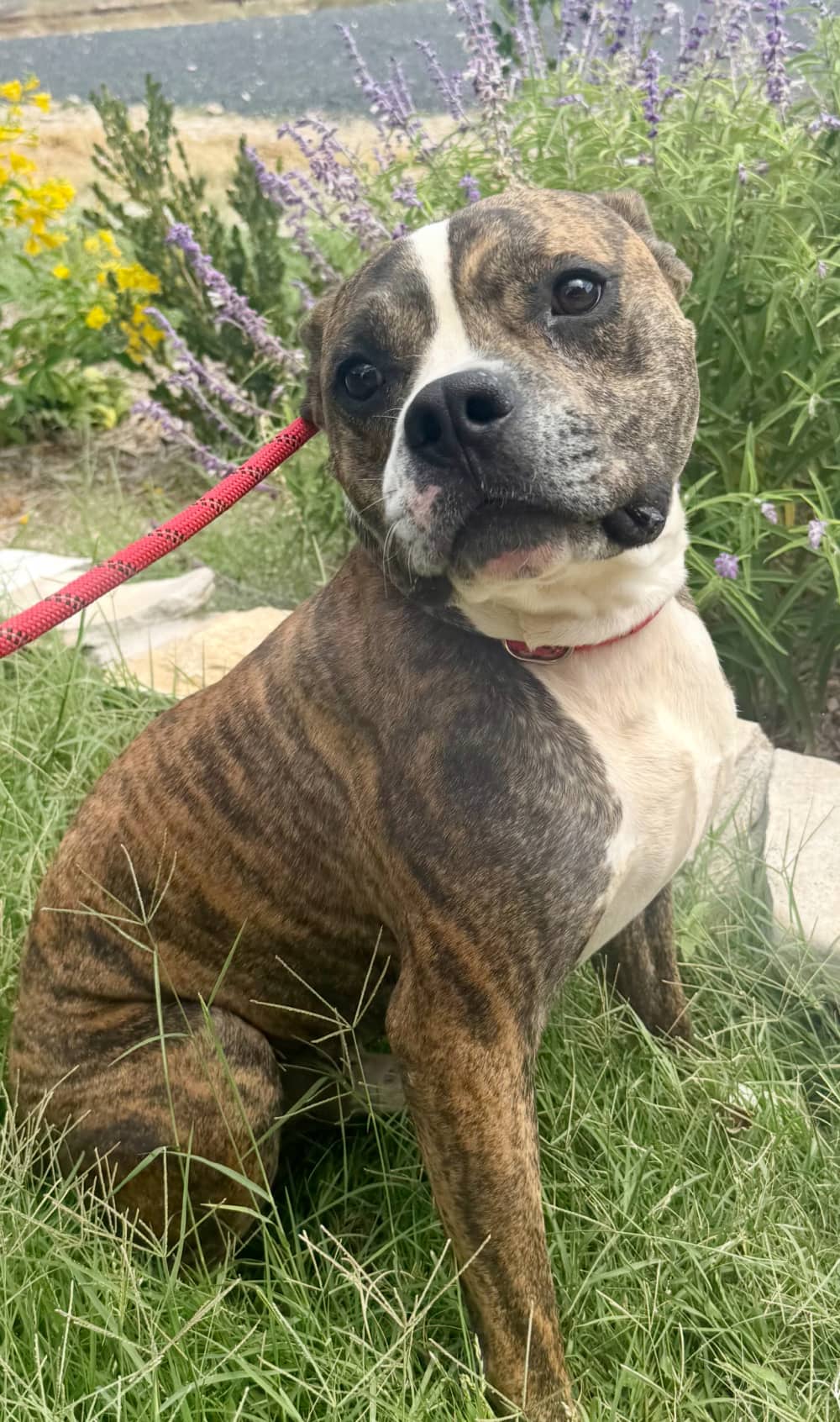 Burlap - Boxer Mix available for adoption