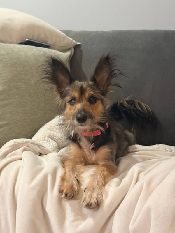 Laurentian - Yorkshire Terrier Mix available for adoption in Ontario