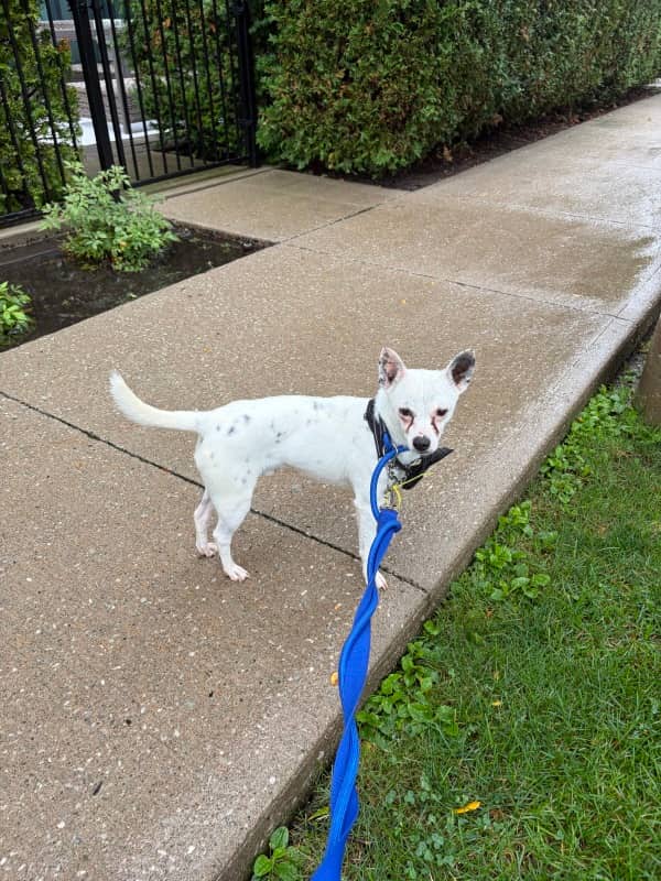 McGill - Mixed Breed available for adoption at Redemption Paws in Toronto (1 of 3)