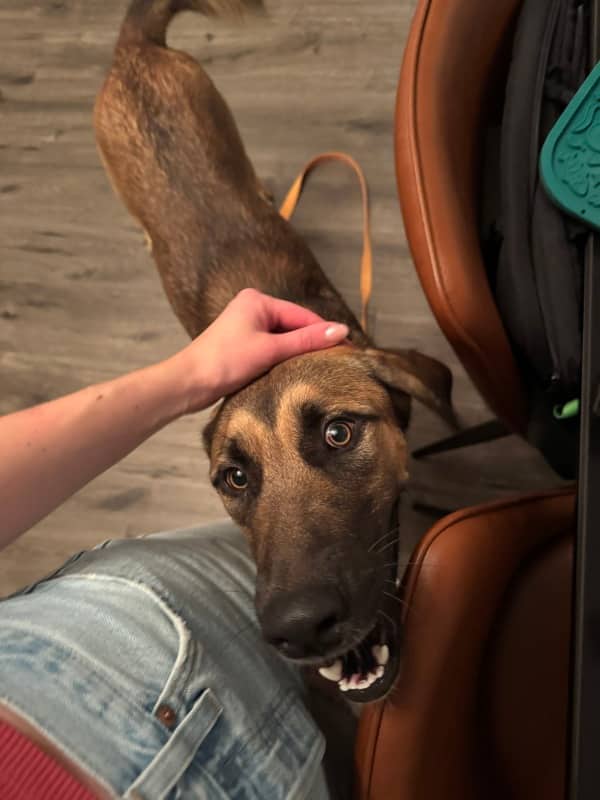 Carleton - Mixed Breed available for adoption in Ontario