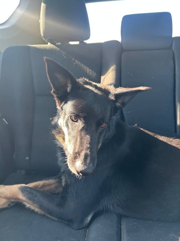 Sprucelet - Mixed Breed available for adoption