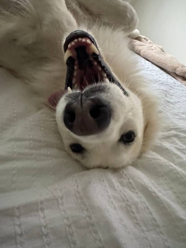 Assisi - Mixed Breed available for adoption