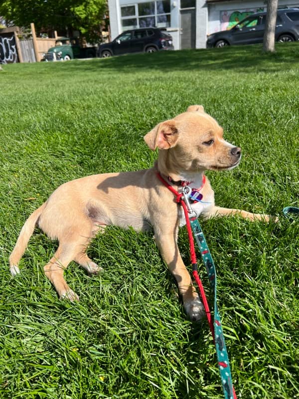 Tom Collins - Mixed Breed available for adoption