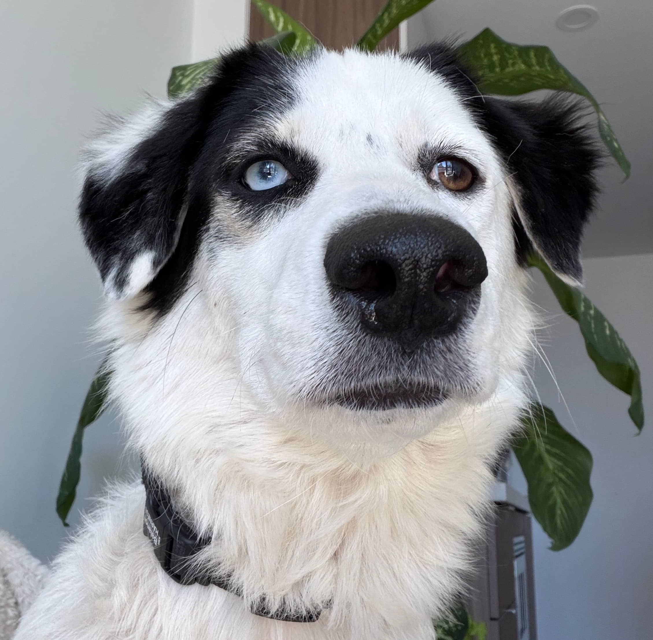 Cosmopolitan - Mixed Breed available for adoption