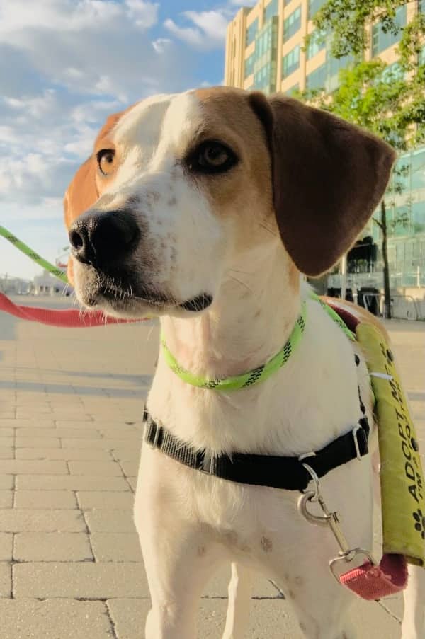 Suzuka - Mixed Breed available for adoption at Redemption Paws in Toronto (1 of 3)