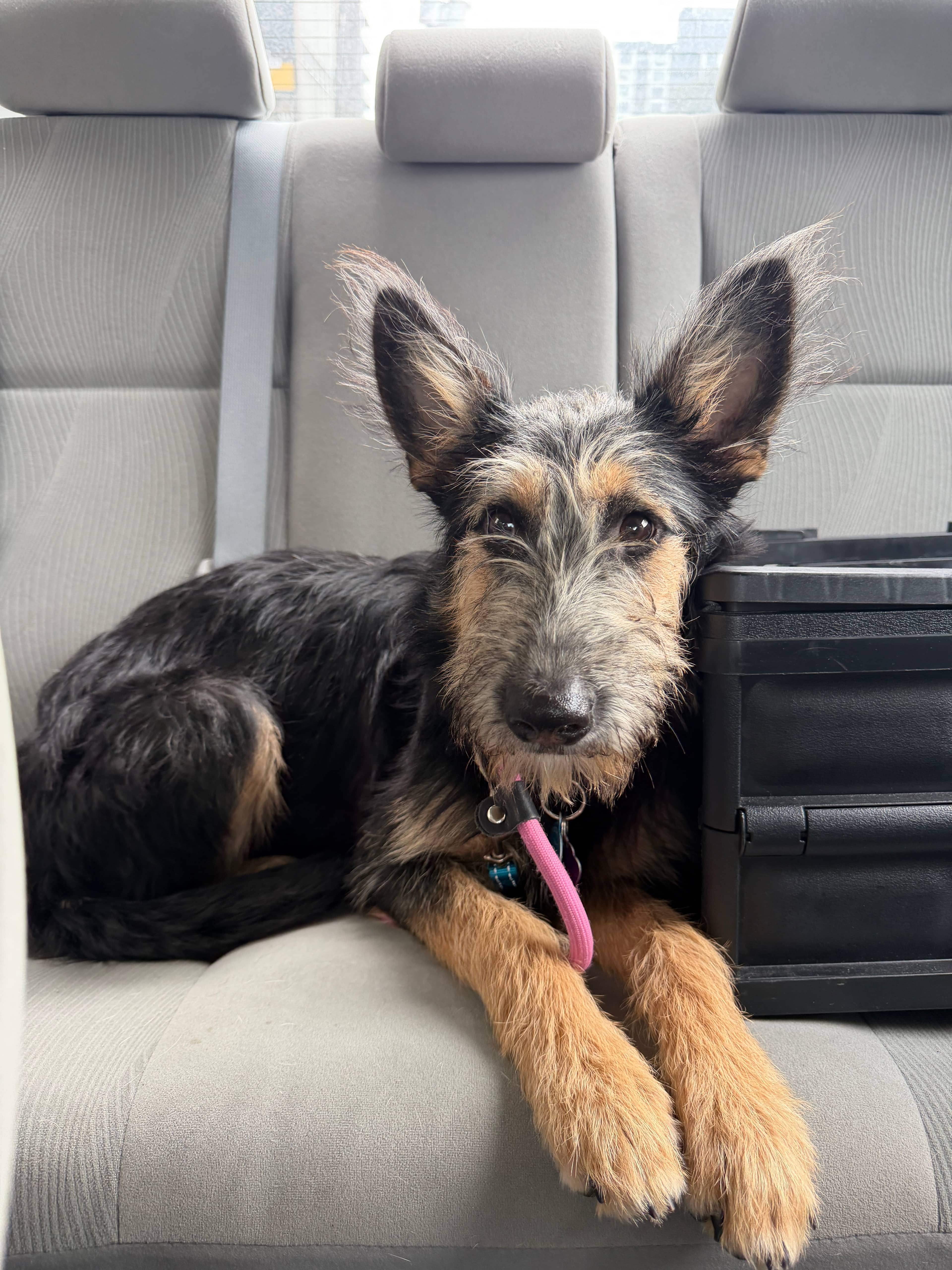 Berklee - Mixed Breed available for adoption in Ontario