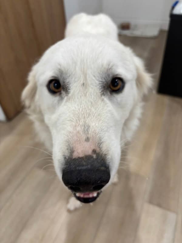 Trinity - Great Pyrenees Mix available for adoption in Ontario