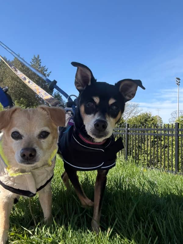 Dance Cave - Mixed Breed available for adoption