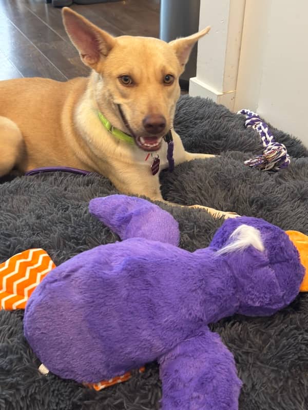Asti - Mixed Breed available for adoption