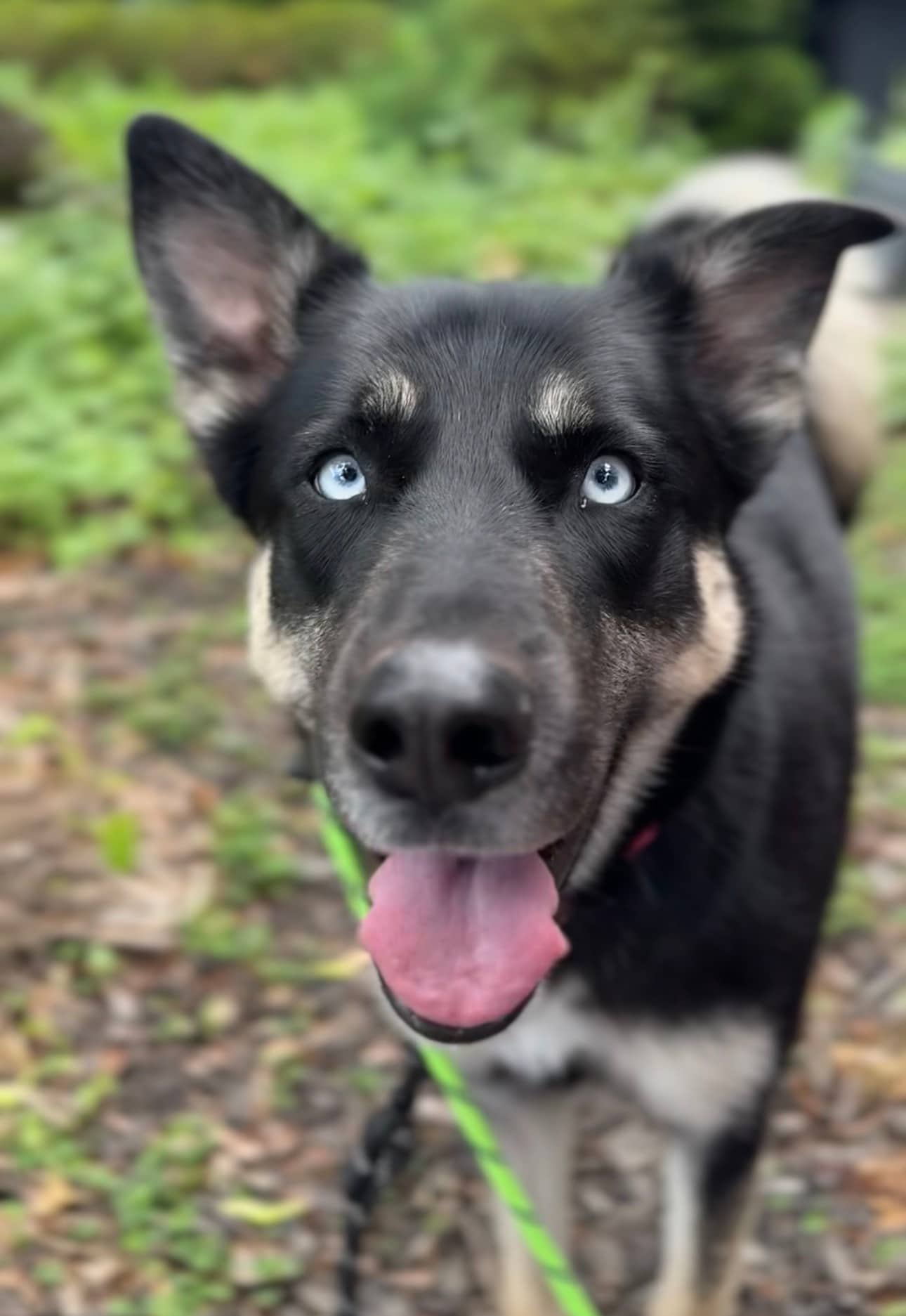 Yerba - Mixed Breed available for adoption