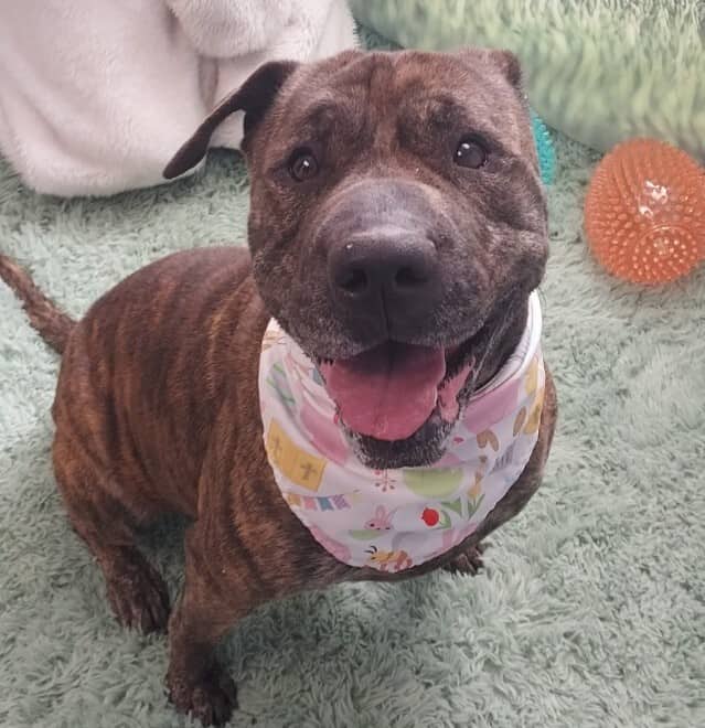 Inkcap - Mixed Breed available for adoption at Redemption Paws in Toronto