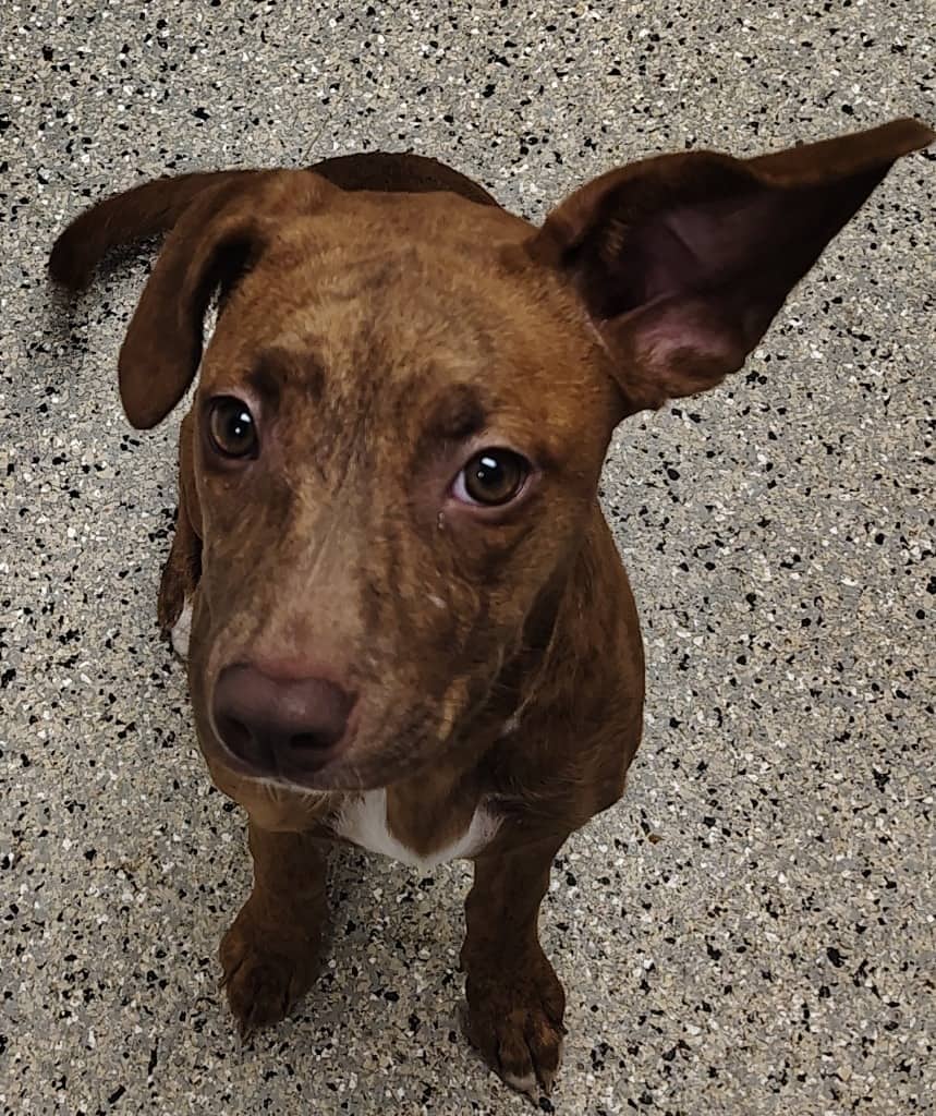 Mossy - Mixed Breed available for adoption at Redemption Paws in Toronto