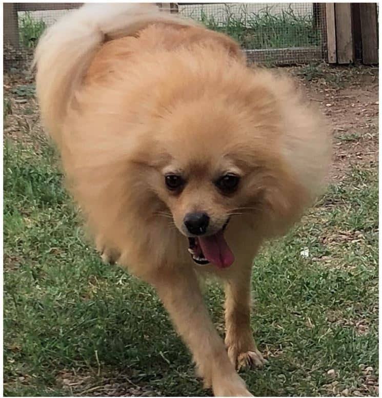 Ninetails - Mixed Breed available for adoption at Redemption Paws in Toronto (1 of 3)