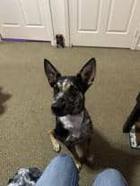 Burdock - Mixed Breed available for adoption at Redemption Paws in Toronto