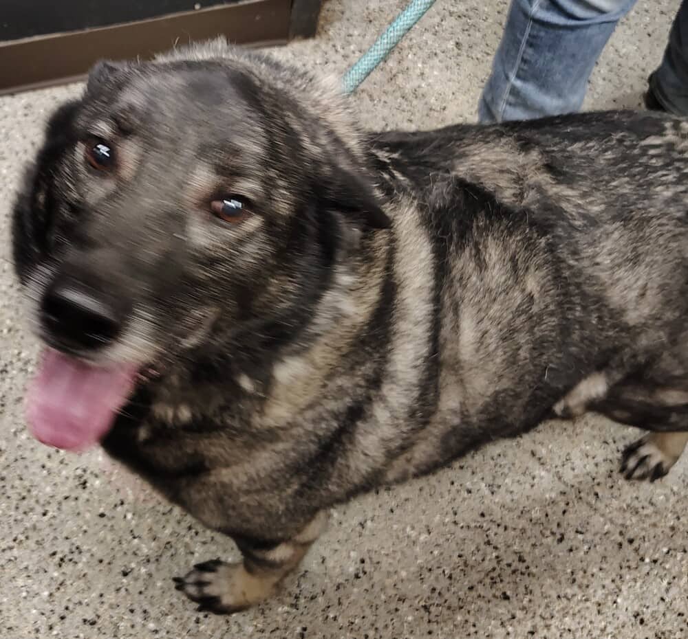Lichen - Mixed Breed available for adoption at Redemption Paws in Toronto
