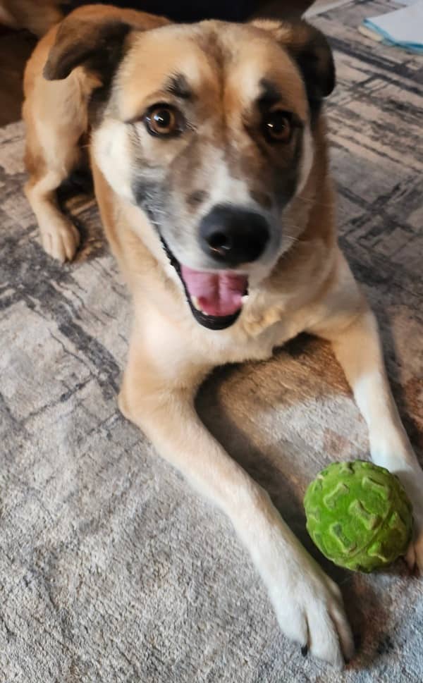 Lucy Lou - Mixed Breed available for adoption at Redemption Paws in Toronto (1 of 3)