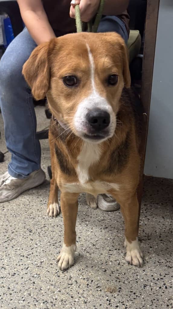Magpie - Mixed Breed available for adoption at Redemption Paws in Toronto
