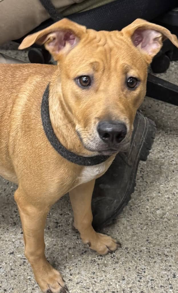 Bracken - Mixed Breed available for adoption at Redemption Paws in Toronto