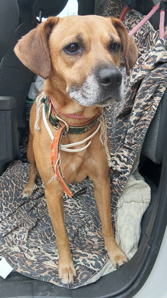 Morel - Mixed Breed available for adoption at Redemption Paws in Toronto