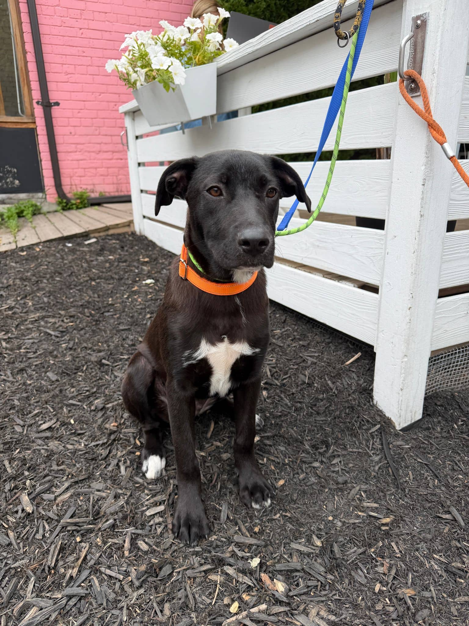 Positano - Mixed Breed available for adoption