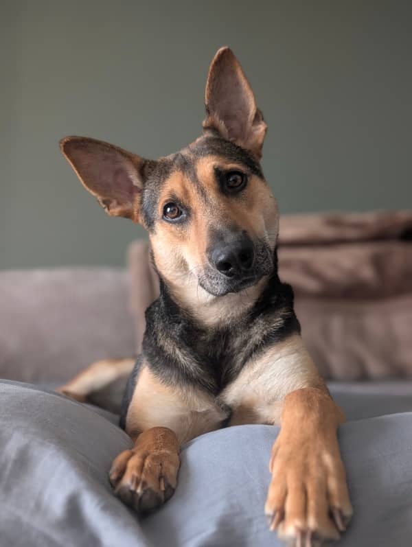 Baby Buck - Mixed Breed available for adoption