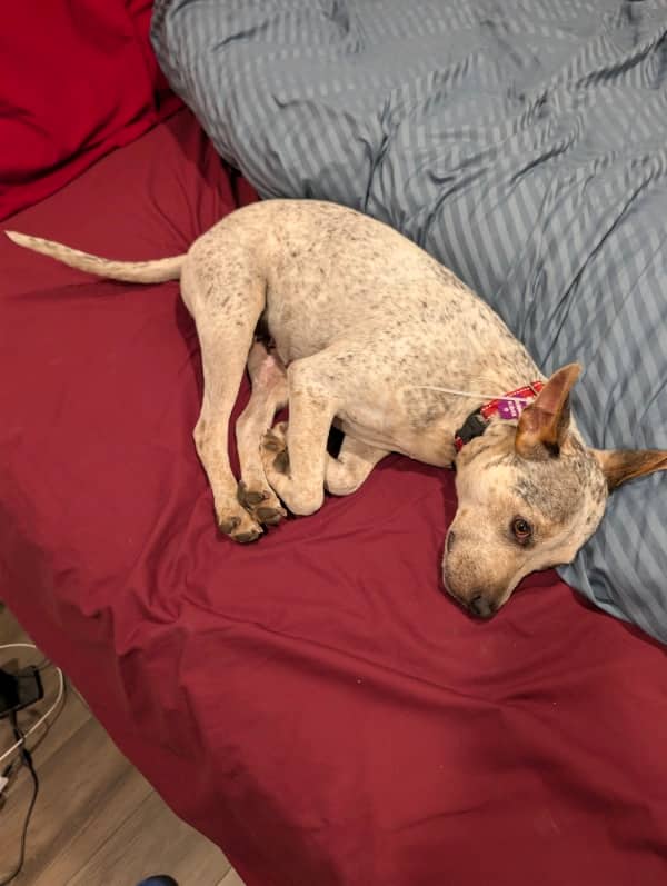 Picante de la Casa - Mixed Breed available for adoption