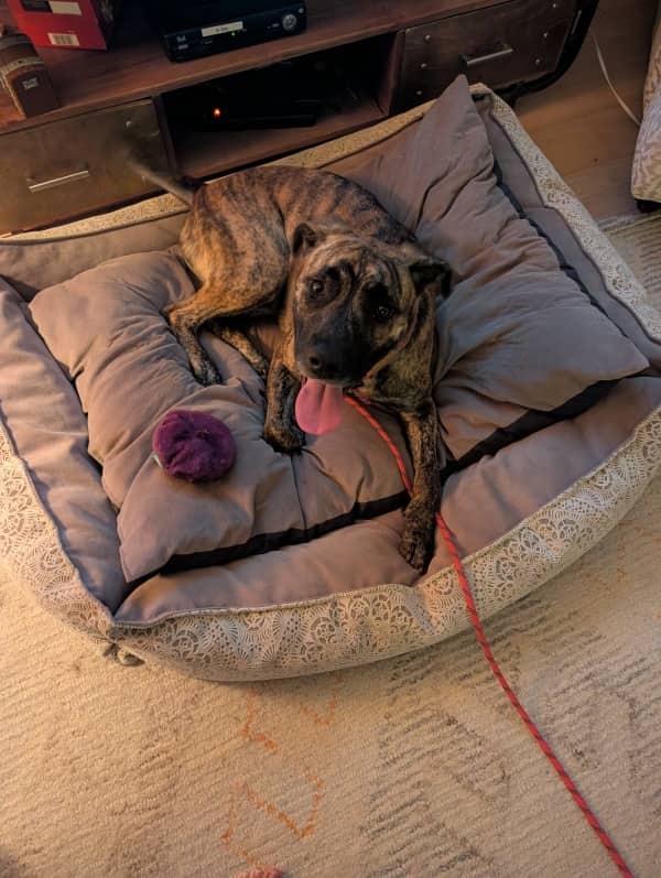 Lella - Mixed Breed available for adoption