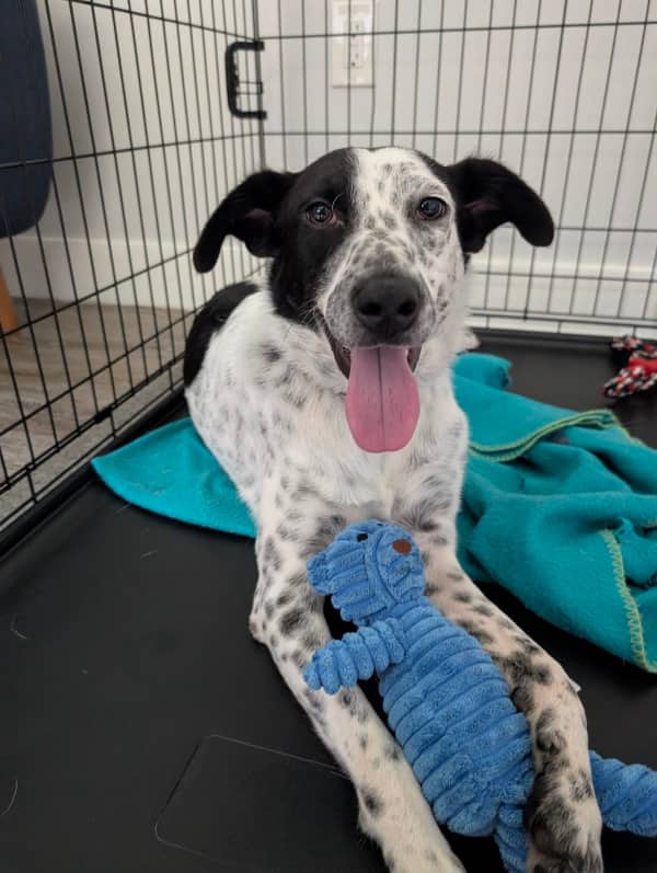 Lakehead - Mixed Breed available for adoption in Ontario