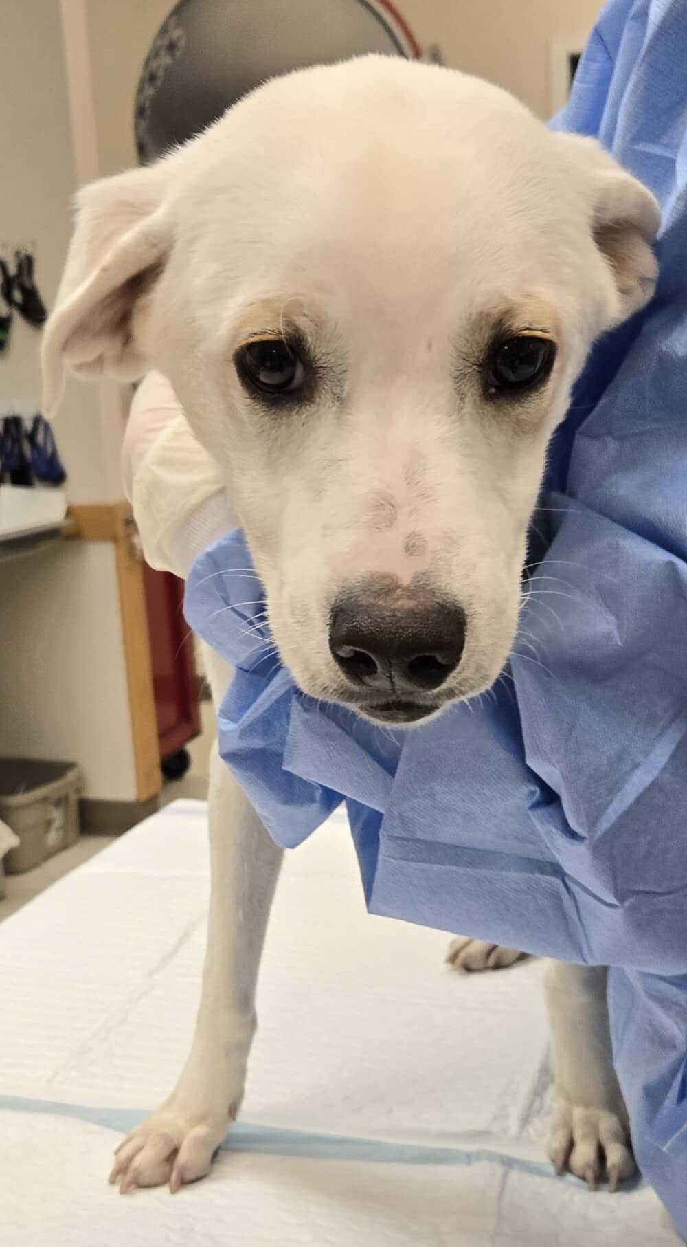 Mayapple - Mixed Breed available for adoption at Redemption Paws in Toronto