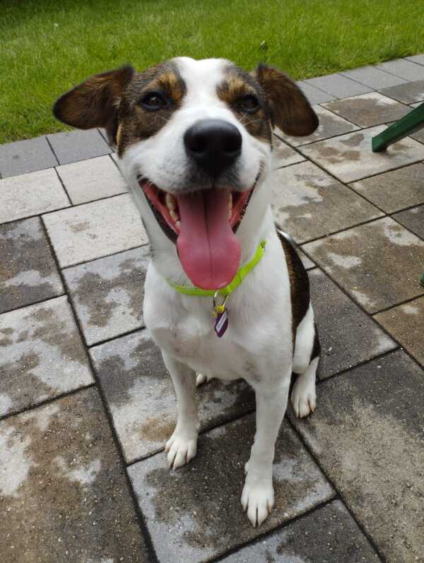 Princeton - Mixed Breed available for adoption in Ontario