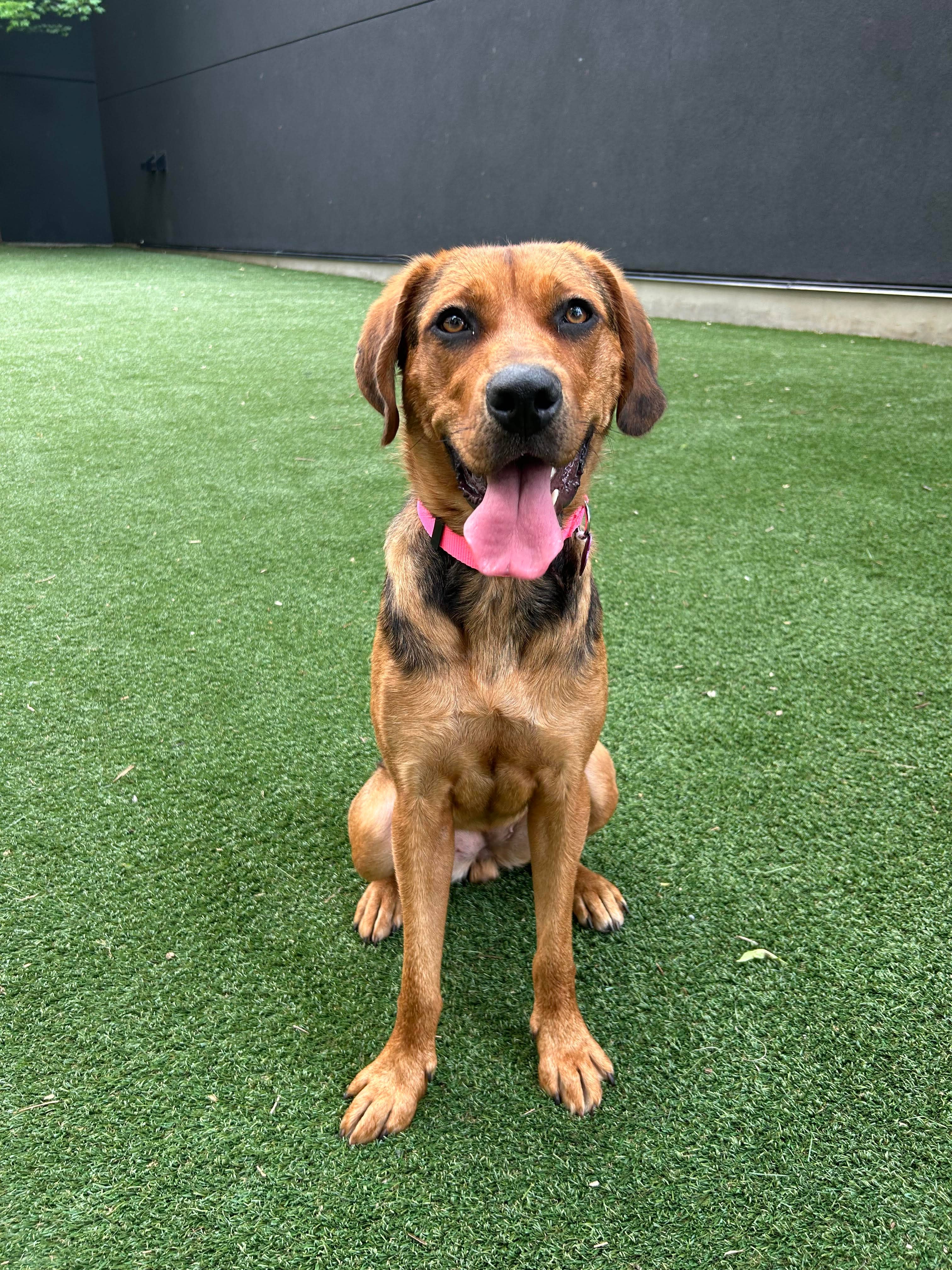 Robin - Mixed Breed available for adoption