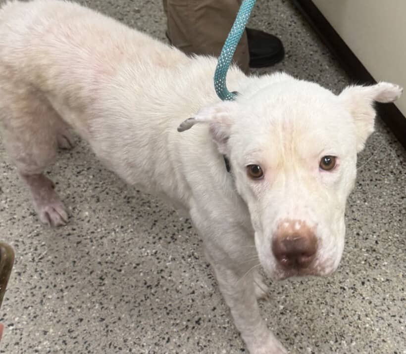 Chanterelle - Mixed Breed available for adoption at Redemption Paws in Toronto