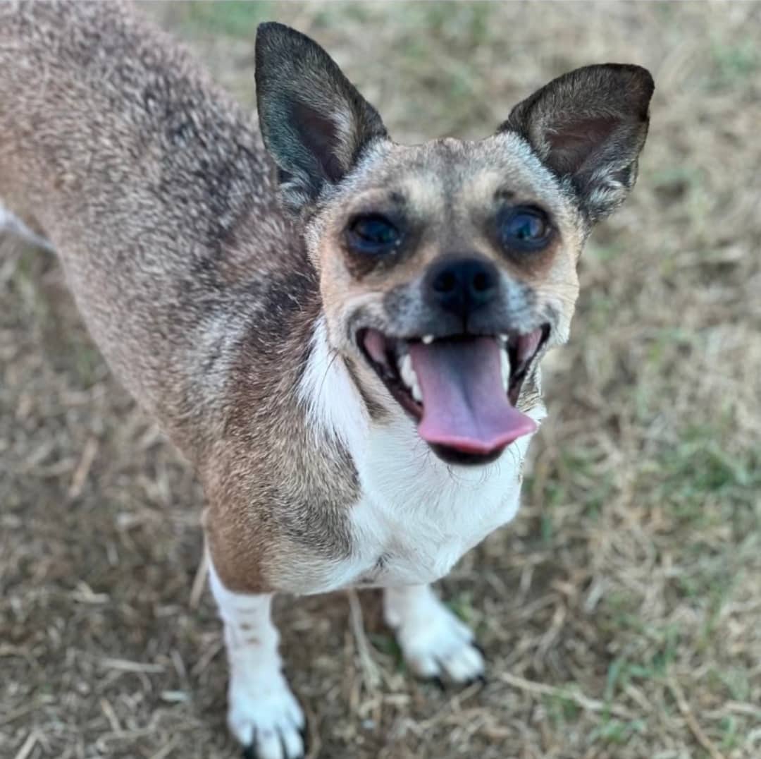 Dartmouth - Mixed Breed available for adoption