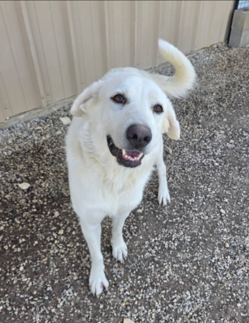 Sorbonne - Mixed Breed available for adoption in Ontario