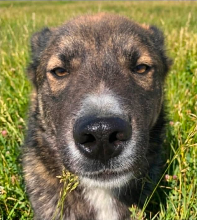 St Lawrence - Mixed Breed available for adoption at Redemption Paws in Toronto
