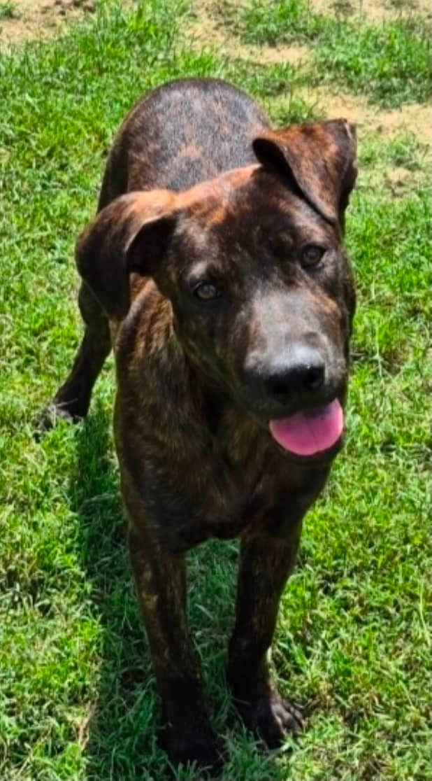 Stanford - Mixed Breed available for adoption in Ontario