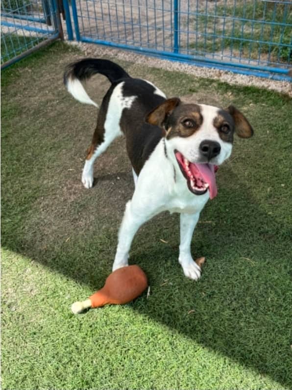 Princeton - Mixed Breed available for adoption at Redemption Paws in Toronto