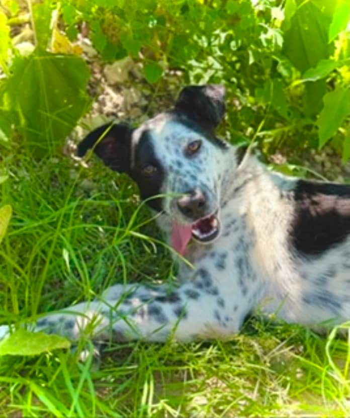 Lakehead - Mixed Breed available for adoption in Ontario