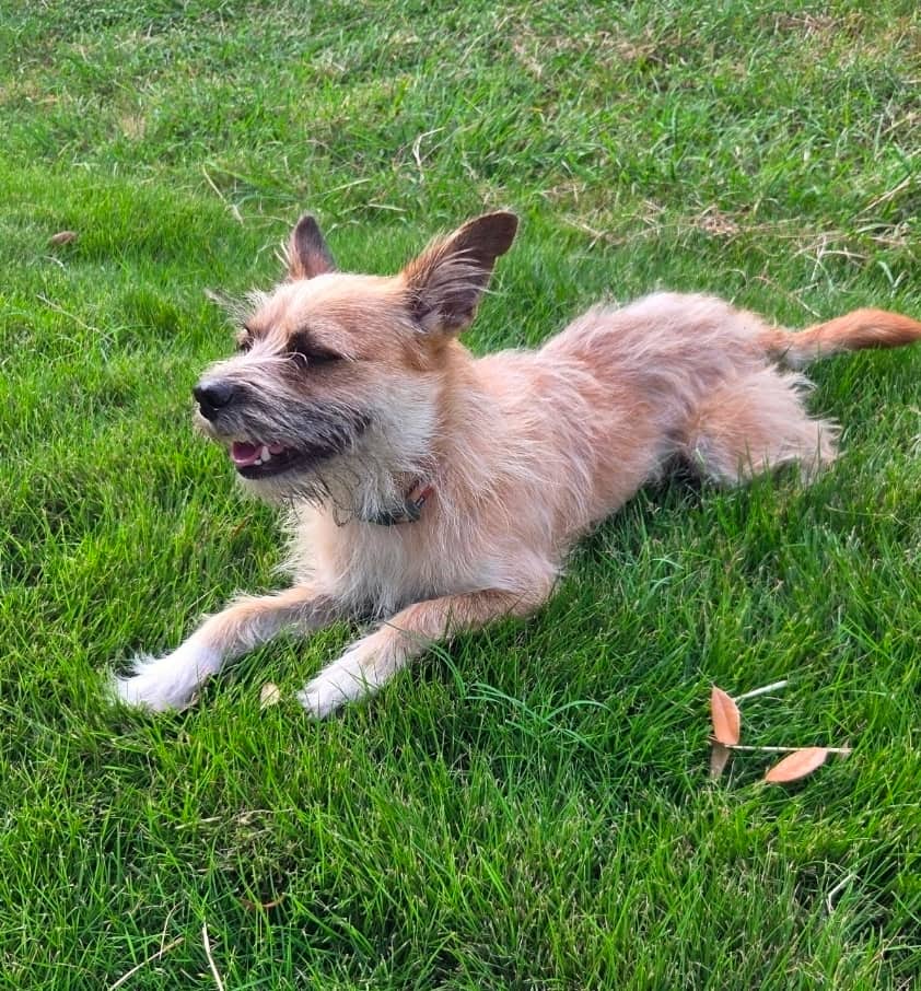 Clemson - Mixed Breed available for adoption at Redemption Paws in Toronto (1 of 3)