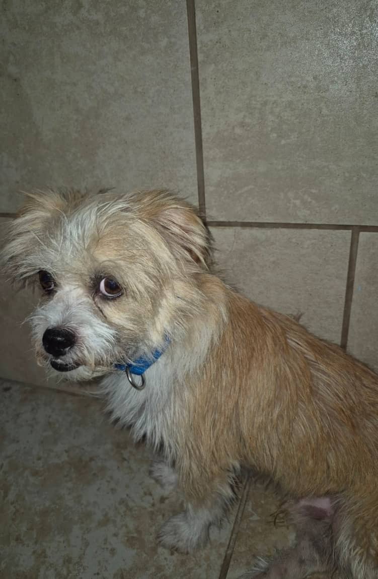 Oxford - Mixed Breed available for adoption in Ontario