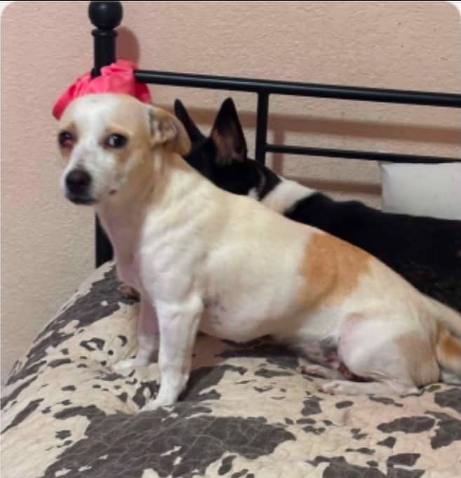 Sophomore - Mixed Breed available for adoption at Redemption Paws in Toronto