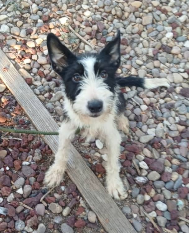Algoma - Mixed Breed available for adoption at Redemption Paws in Toronto